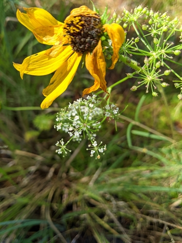 Image of Ribbed Mock Bishopweed by (c) Alison Northup, some rights reserved (CC BY)