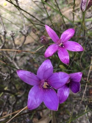 Elythranthera × intermedia