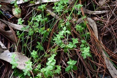 Galium uncinulatum