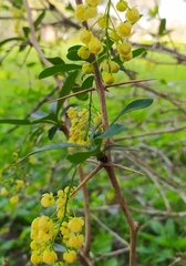 Berberis laurina