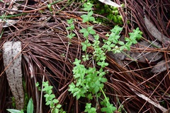 Galium uncinulatum