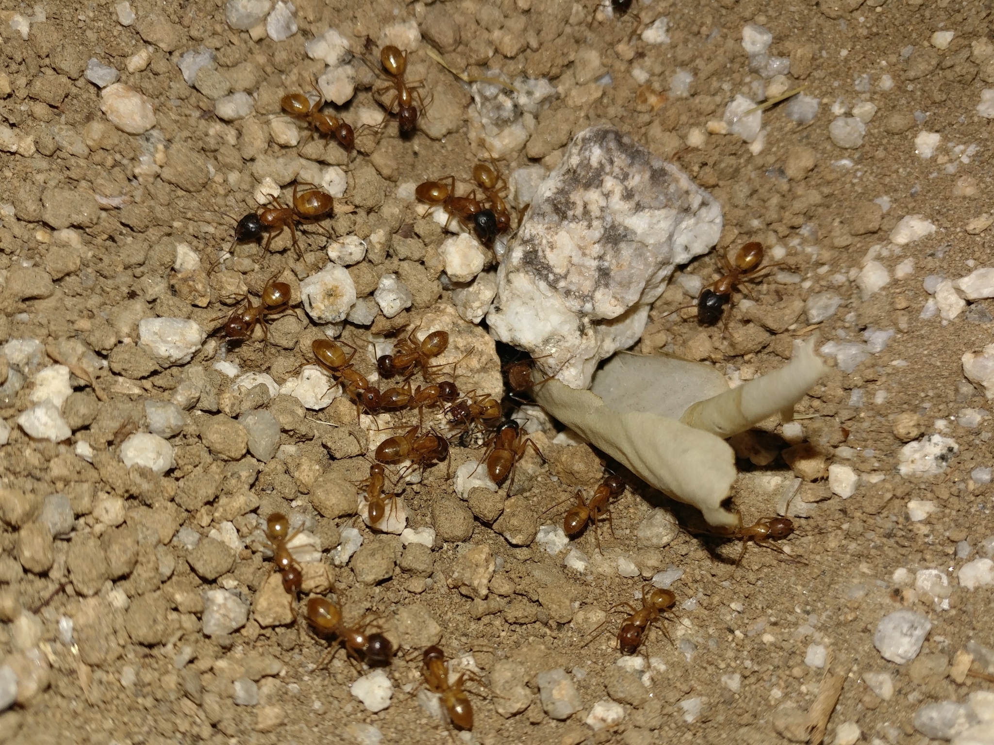 Camponotus sansabeanus