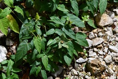 Gonolobus incerianus