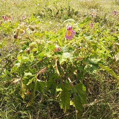 Proboscidea louisianica fragrans