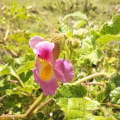 Proboscidea louisianica fragrans