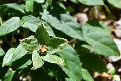 Gonolobus incerianus