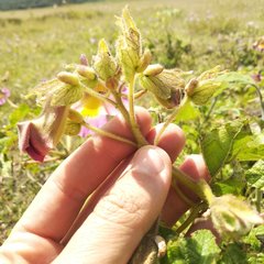 Proboscidea louisianica fragrans