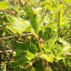 Proboscidea louisianica fragrans