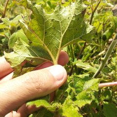 Proboscidea louisianica fragrans