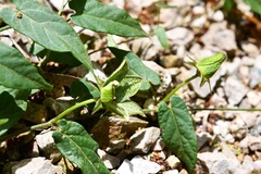 Gonolobus incerianus