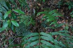 Blechnum schiedeanum