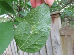 Celticecis acuminata