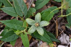 Gonolobus incerianus