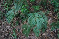 Blechnum schiedeanum