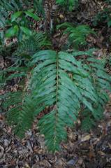 Blechnum schiedeanum