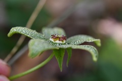 Gonolobus incerianus