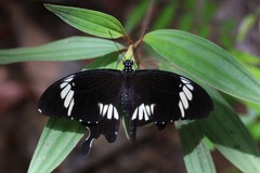 Papilio nephelus