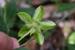 Gonolobus incerianus