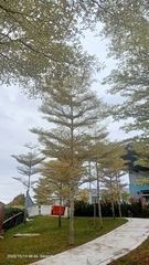 Terminalia molinetii