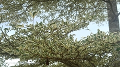 Terminalia molinetii