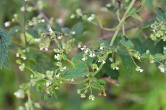 Hyptis urticoides