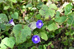 Ipomoea purpurea