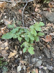Berberis pinnata pinnata