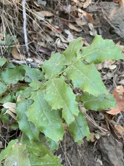 Berberis pinnata pinnata