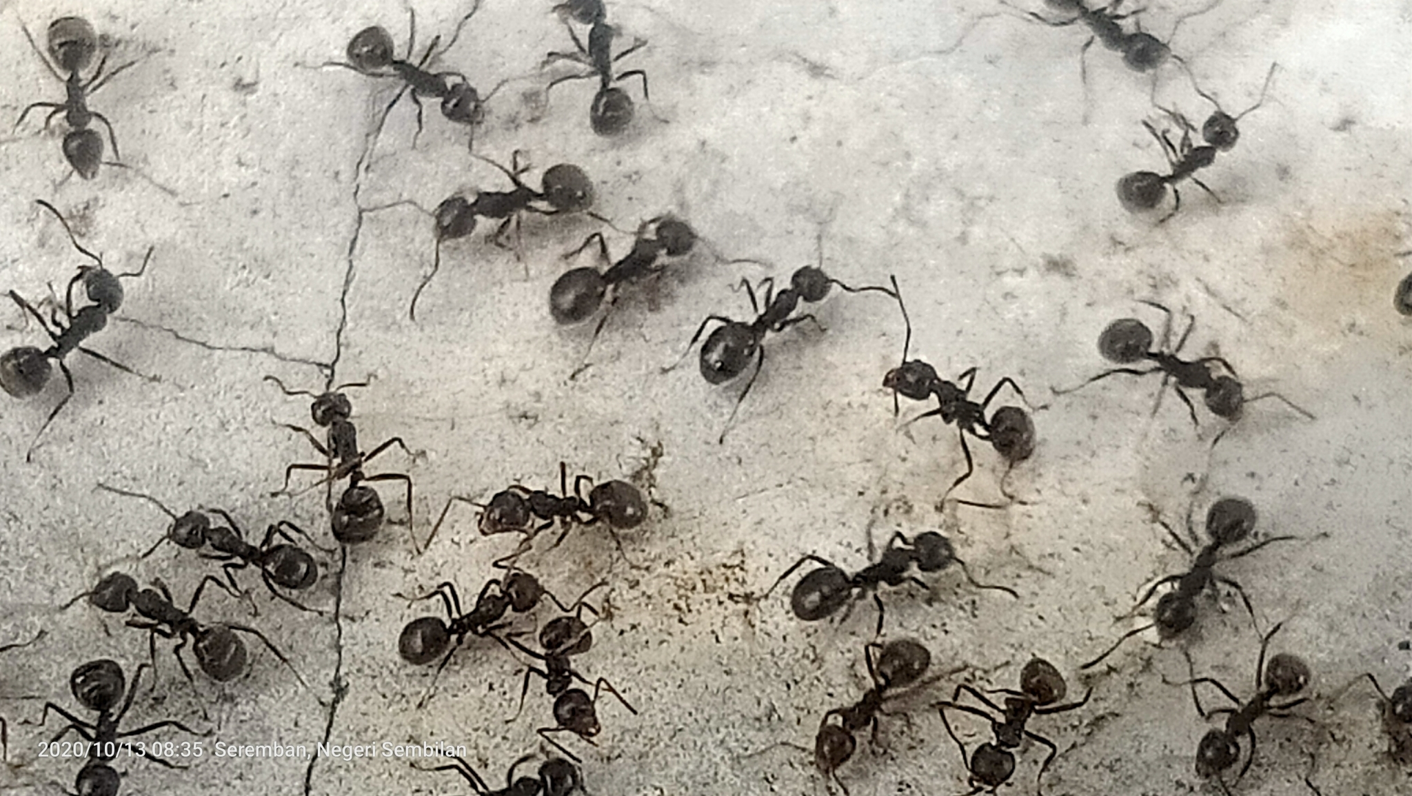 Dolichoderus thoracicus