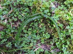 Polystichum stenophyllum