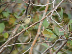 Regulus satrapa satrapa