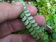 Polystichum stenophyllum
