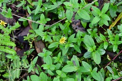 Melampodium montanum