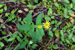Melampodium montanum