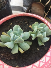 Echeveria runyonii