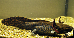 Anderson's Salamander photo 5