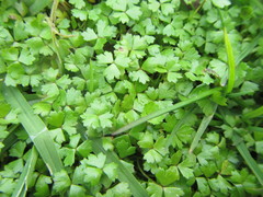 Hydrocotyle tripartita