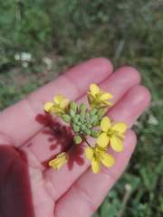 Brassica rapa