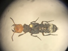 Dinothenarus capitatus