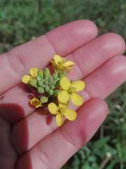 Brassica rapa