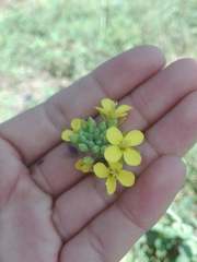 Brassica rapa