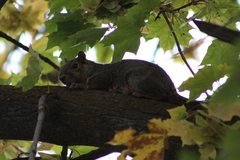 Sciurus niger