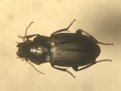 Harpalus lewisii