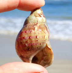 Phasianella australis
