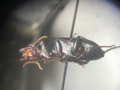 Harpalus lewisii