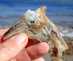 Malleus meridianus