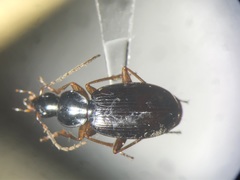 Agonum retractum