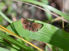 Piruna brunnea