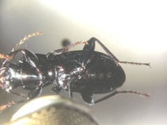 Pterostichus coracinus