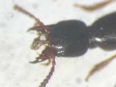 Atrecus americanus